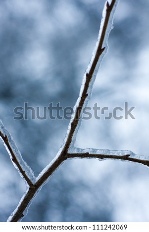 Photo of branches covered in ice after an ice storm.
