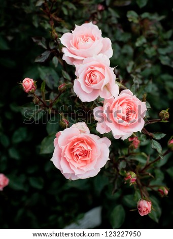 beautiful shrub roses in the garden