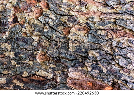 Rough wood reddish/brown/blue/gray background of old Saman tree for natural texture or pattern.