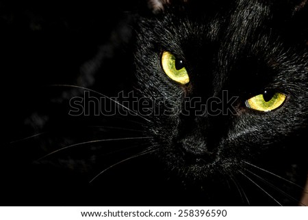 Black cat portrait on black background.
