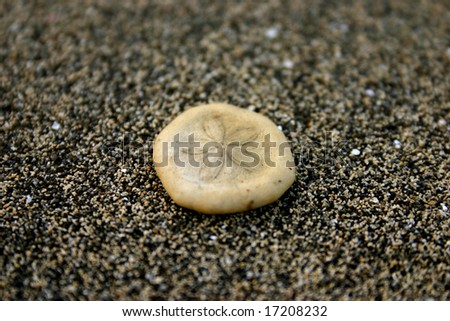 Close-up of a sand dollar shell on sand.