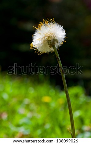 Late spring white past blossom with yellow pollen and green grass on a black background