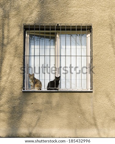 Two cats, brown and black sitting outside on an old grilled window sill in late daylight and staring at the photographer