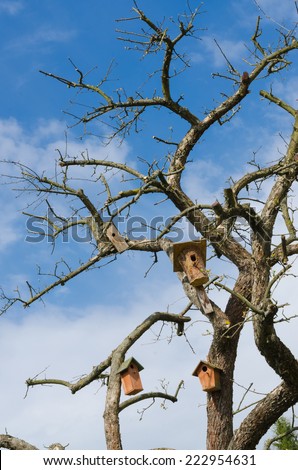 Creepy bare tree branches and scrags with bird boxes and blue cloudy sky background