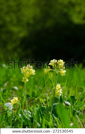 A close up of a group of yellow Primula Veris blossoms in a fresh spring morning meadow with grass and dew drops on a dark background