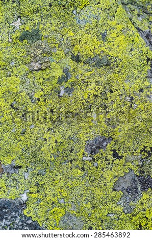 Alpine granite boulder covered with green moss texture with small ice parts