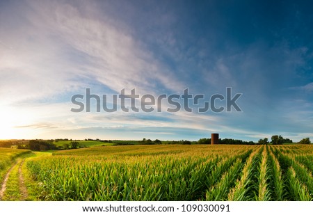 Sunrise over corn field with silo