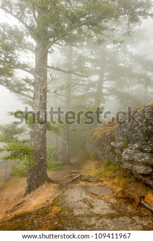 Foggy path on mountain