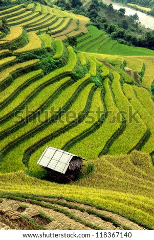 Little house in the rice fields of gold