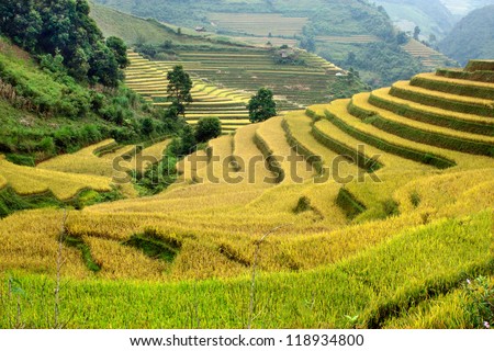 Terraced rice fields in Vietnam. Southeast asia beauty landscape