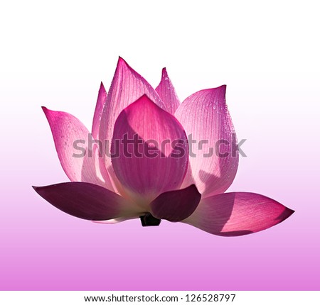 Beautiful lotus(Single lotus flower isolated on white background)