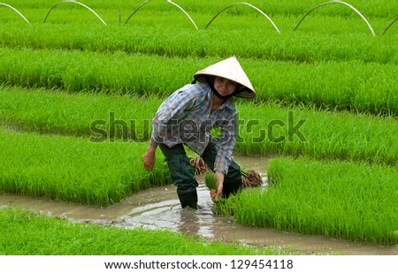 HANOI, VIETNAM - MARCH 18: Unidentified farmers rice planting on small field at march 18, 2011 in Hanoi, Vietnam. This work is part of the rice farmers of Vietnam.