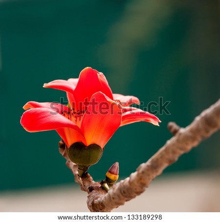Macro Blossom of the Red Silk Cotton Tree - The Latin name is Bombax Ceiba