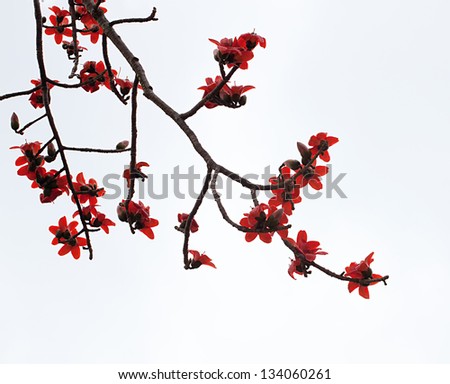 Blossom of the Red Silk Cotton Tree -The Latin name is Bombax Ceiba