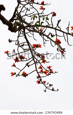 Blossom of the Red Silk Cotton Tree - The Latin name is Bombax Ceiba, and it is a popular ornamental tree found in East and South Asia