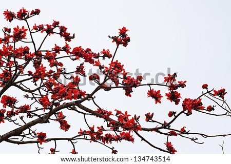 Blossom of the Red Silk Cotton Tree - The Latin name is Bombax Ceiba, and it is a popular ornamental tree found in East and South Asia