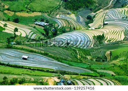 terraced rice filed with color palete, vietnam #2. Rice filed of terraces , Yen bai, viet nam