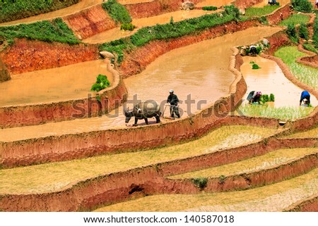 MUCANGCHAI VIETNAM MAY 19 Farmer plows rice field on May 14 2013 in Mucangchai Although growth and success of its tourist industry Vietnam economy is still predominantly agricultural MUCANGCHAI VIETNAM MAY 19 Farmer plows rice field on May 14 2013 in Mucangchai Although growth and success of its tourist industry Vietnam economy is still predominantly agricultural