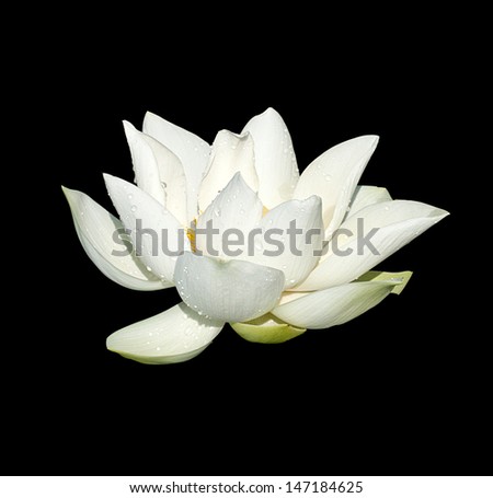 Beautiful lotus(Single lotus flower isolated on black background)