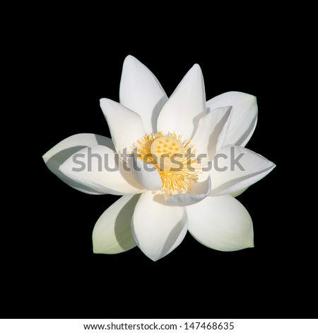 Beautiful white lotus (Single lotus flower isolated on black background)