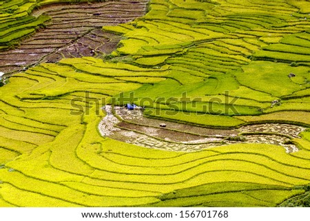 the terraced fields on the slopes is to land - a particularly rare type fields in the world