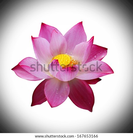 Beautiful Lotus flower isolated on white and black background.