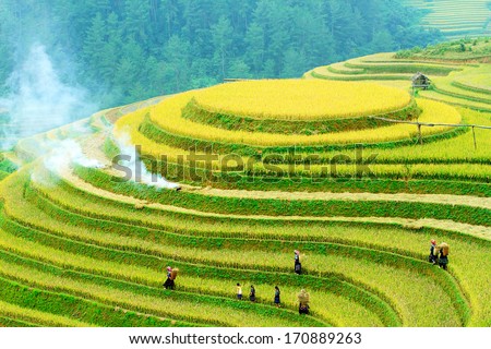 Rice Fields On Terraced Of Mu Cang Chai, Yenbai, Vietnam. Rice Fields Prepare The Harvest At Northwest Vietnam