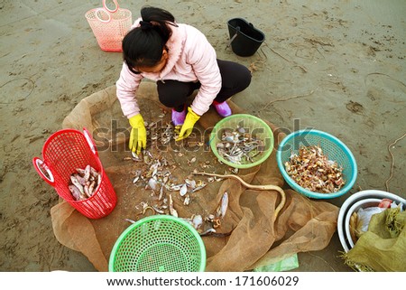 NAM DINH, VIETNAM - JANUARY 12: A lot of fishers sort out their catch on the shore and sell fish to dealers, January 12, 2013, NamDinh, Vietnam