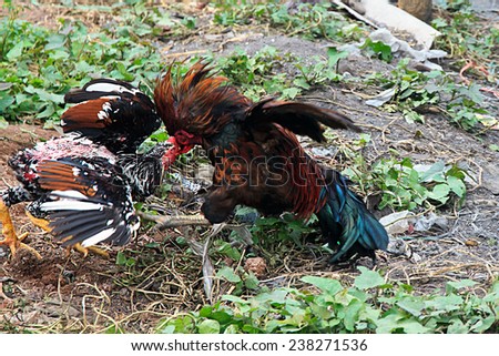 Beautiful chicken fight