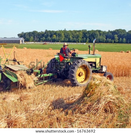 vintage tractor harvesting barley crop