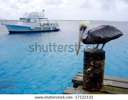 scuba diving boat with pelican in foreground