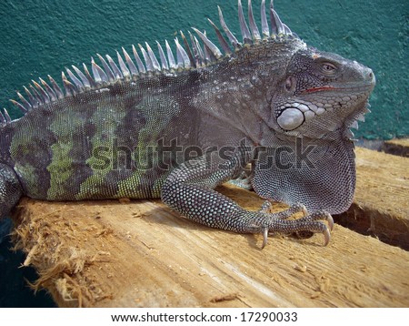 Wild iguana sitting on an ocean pier