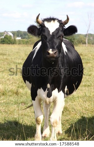 holstein dairy cow. photo : holstein dairy cow