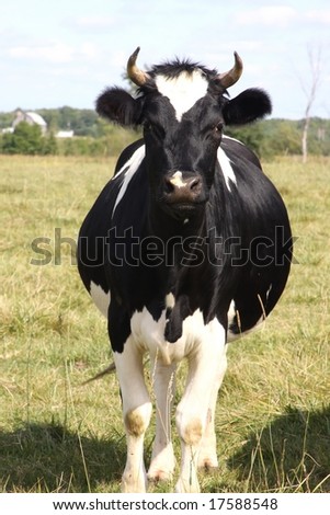 holstein dairy cow. photo : holstein dairy cow. bushman4. Apr 26, 10:55 PM. As much as I wish it would happen, I doubt Apple has fully internalized that the glossy glass