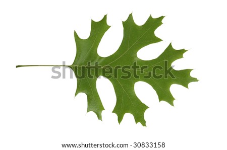 Red Oak tree leaf isolated over white background