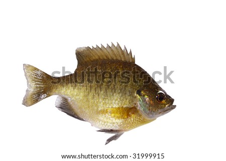 Lepomis Macrochirus