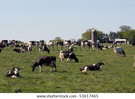 holstein dairy cows on a pasture with farm in the background