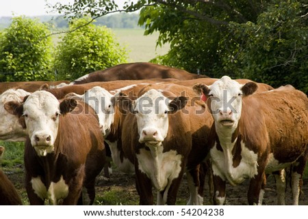 Hereford Cattle History