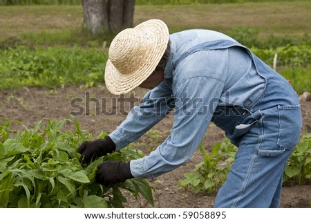 gardener in bib overalls trimming garden plants