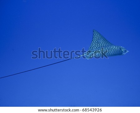 spotted eagle ray on an underwater tropical reef