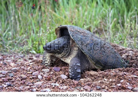 snapping turtle laying eggs in a sand and gravel nest
