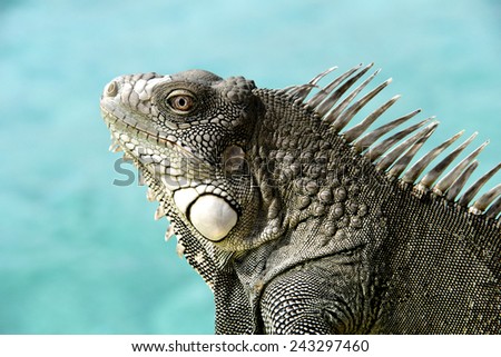 Iguana close up with a blue tropical ocean as the background.