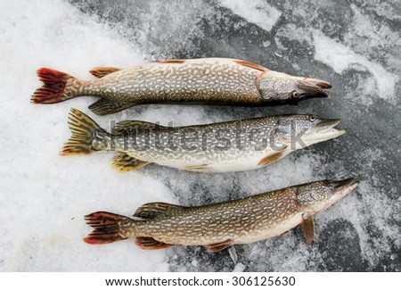 Three Northern Pike laying on the ice after being caught ice fishing
