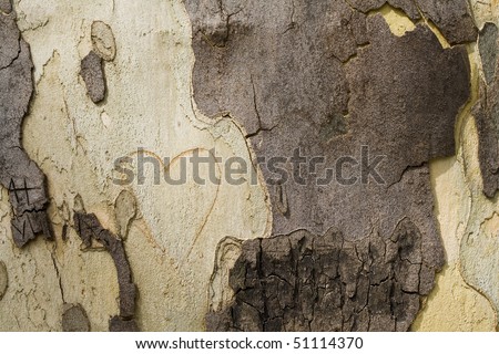Macro shot of a tree bark texture with heart drawn.