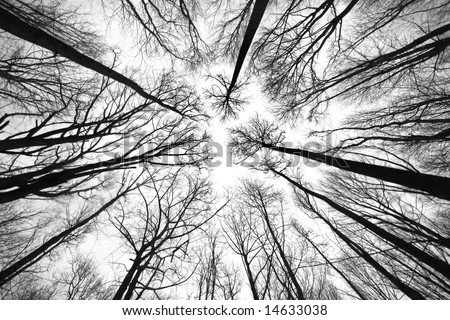 black and white pictures of trees. trees in lack and white
