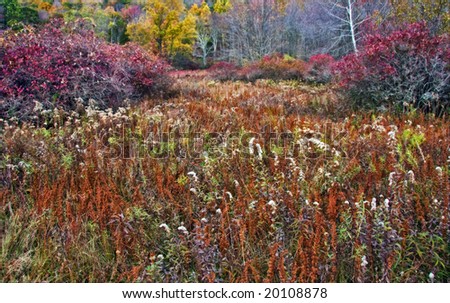 View of colorful meadow in Autumn with distant trees.
