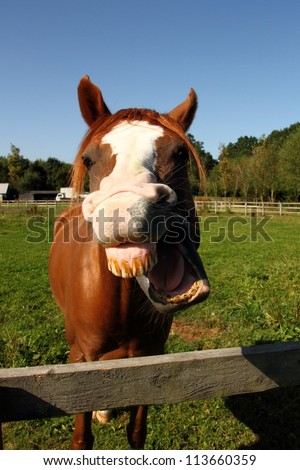 Horse making a laughing face and showing teeth