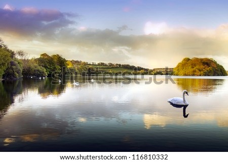Picture Of A Swan On A Lake In The Scottish Highlands