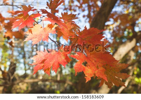 Autumn leaves in the light of the bright autumn sun are going to fly from trees