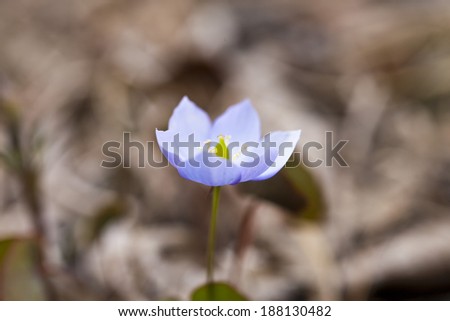 The first spring flowers grow on a glade in the dense wood